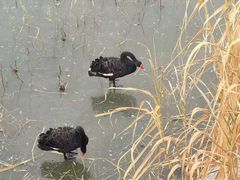 -天津东丽湖风景区
