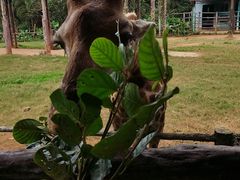 -海南热带野生动植物园