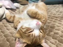 -联萌宠物医院(猫病专科)