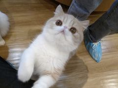 -滚猫咖啡·猫咖·猫友好撸猫(未来城店)