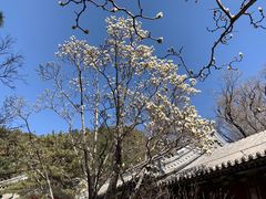 -潭柘寺景区