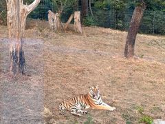 -深圳野生动物园