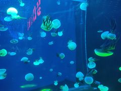 -梦幻海洋王国(吾悦广场张家港店)