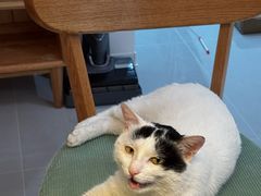 -天宠宠物医院24小时·急重症诊疗中心·全科·腔镜特色(和平分院)