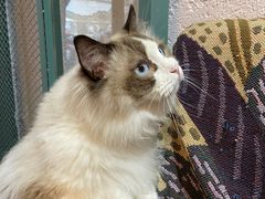 -喵屿·大理花园猫咖