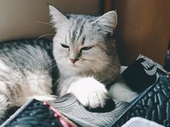 -瑞派动物医院·绝育·犬猫全科·预防医学(光景江南中店)