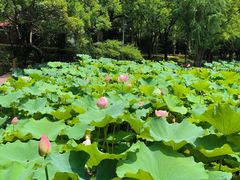 -陈家山荷花公园