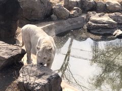 -石家庄市动物园