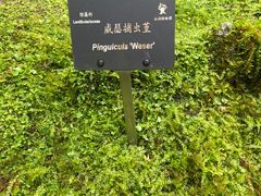 -深圳仙湖植物园