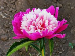 -长春公园(普阳街道)