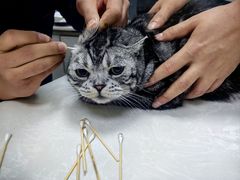 -中农国际动物医院24小时·猫科·骨科·急重症中心