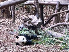 景点-成都大熊猫繁育研究基地