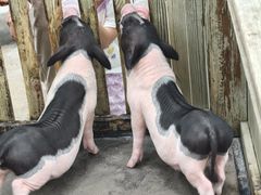-广州长隆飞鸟乐园