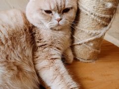 -CAT’S MEWSTAR CAFE·喵星球猫屋(晴湾咖啡店)