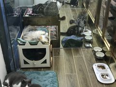-猫大福·Fortune Cat猫舍(百子湾店)