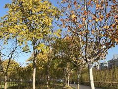 -上海山野camping·户外天幕烧烤·团建拓展营地