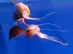 -海合安青岛极地海洋公园
