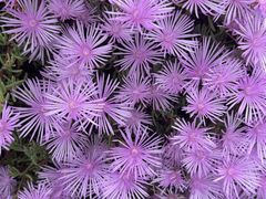 -墨尔本皇家植物园