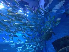 -华夏文旅海洋公园