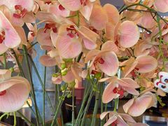 -八府香鸭·啫啫煲(华山路店)