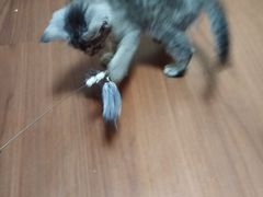 -楼上猫咖(罗湖店)