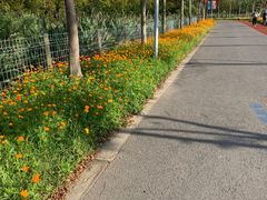 -上海长兴岛郊野公园