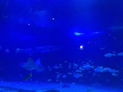 -烟台海昌鲸鲨海洋公园