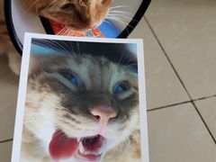 -爱诺耐芙动物医院(万博店)