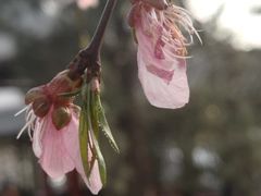-桃花堤公园