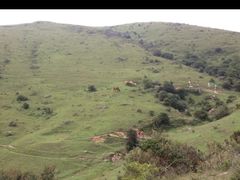 -大姆山草场