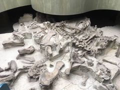 -自贡恐龙博物馆