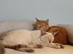 -Cappucimeow猫咪咖啡馆(韦伯时代店)