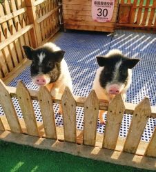 -萌宠亲子动物乐园(槐房万达店)