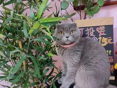 -我爱猫咪·猫咖·狗咖·安哥拉兔·羊驼咖(小寨华旗店)