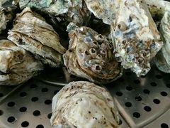 特大蒸生蚝-蚝专家(北滘店)
