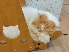 -有猫主题·治愈系猫咖(曾厝垵店)