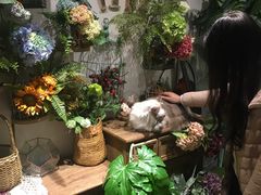 -共舞时光猫咖·狗咖(新街口店)