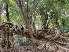 -中国科学院西双版纳热带植物园