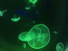 -暹罗海洋世界