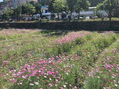 -红山村