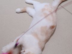 -藏猫猫咖啡主题馆(中央大道店)