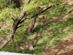 -合肥野生动物园