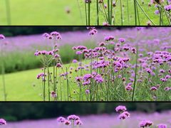 -上海滨江森林公园