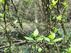 -洋湖国家湿地公园