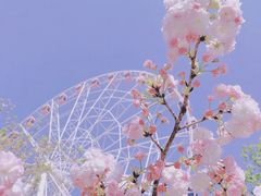 -顾村公园