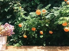 -斯多格书乡(北京大学畅春园店)