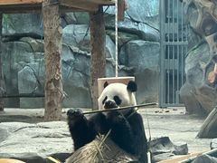 -武汉动物园