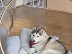 -Husky Go! 哈士奇体验馆·宠物咖啡厅狗咖