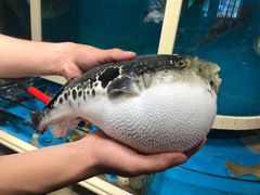 -天正河鲀·河豚亭(大连店)