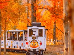 -黄海国家森林公园